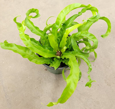 Hurricane Birdnest Fern